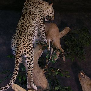 Taxidermy Big Leopard & Huge Hyena