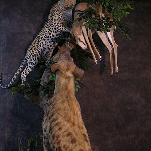 Taxidermy Big Leopard & Huge Hyena