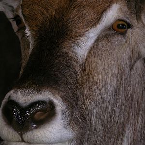 Taxidermy Huge Waterbuck