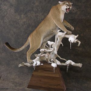 Taxidermy Mountain Lion On A Branch