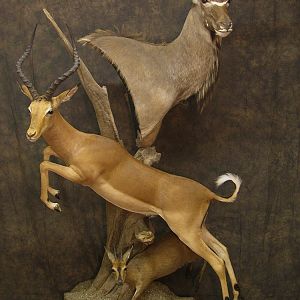 Taxidermy Kudu, Impala & Duiker Another Space Saving Mount For A Trophy Room