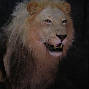 Taxidermy Lion Mount