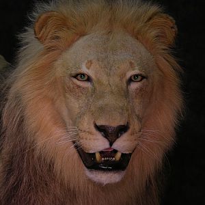 Taxidermy Lion Mount