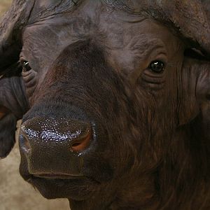 Taxidermy Cape Buffalo Mount