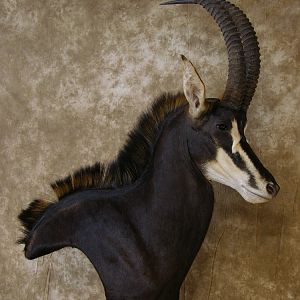 Taxidermy Nice Sable Mount