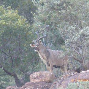 Kudu