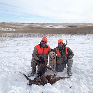 South Dakota Pheasant hunting