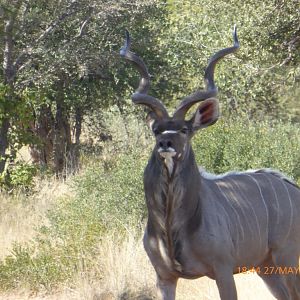 Kudu