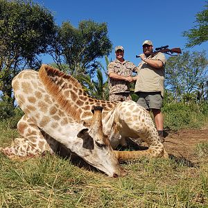 Cull Hunting Giraffe in South Africa