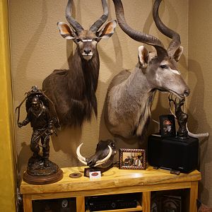 Nyala & Kudu Shoulder Mount Trophies Taxidermy