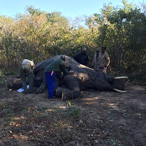 Hunting Elephant Zimbabwe