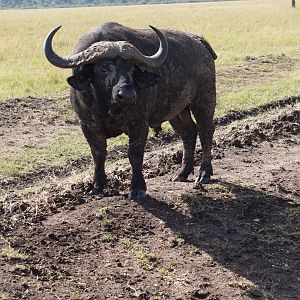 Buffalo Maasai Mara Photo Safari Kenya