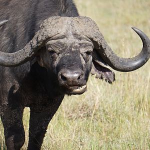 Kenya Maasai Mara Photo Safari Buffalo