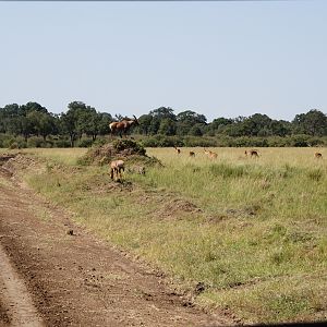 Maasai Mara Photo Safari Kenya