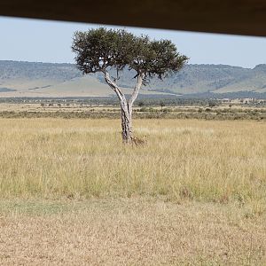 Maasai Mara Kenya Photo Safari Lion