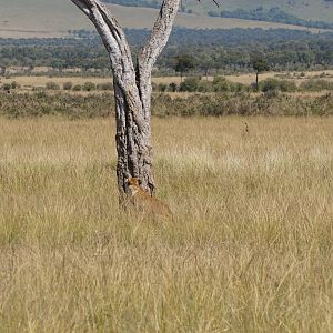 Kenya Maasai Mara Lion Photo Safari