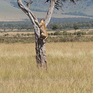 Lion Maasai Mara Photo Safari Kenya