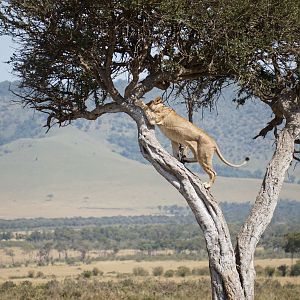 Maasai Mara Kenya Photo Safari Lion