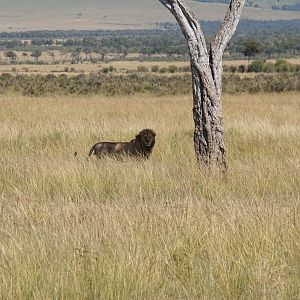 Kenya Lion Maasai Mara Photo Safari