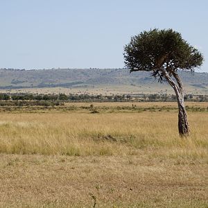 Kenya Maasai Mara Photo Safari