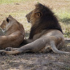 Lions Maasai Mara Photo Safari Kenya