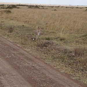 Maasai Mara Photo Safari Kenya Cheetah