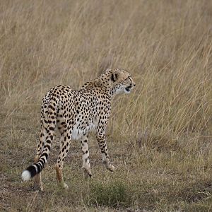 Cheetah Maasai Mara Photo Safari Kenya