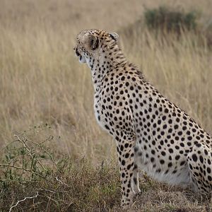 Maasai Mara Cheetah Kenya Photo Safari