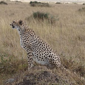 Maasai Mara Kenya Photo Safari Cheetah