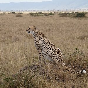 Kenya Cheetah Maasai Mara Photo Safari