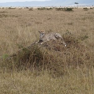 Maasai Mara Cheetah Photo Safari Kenya