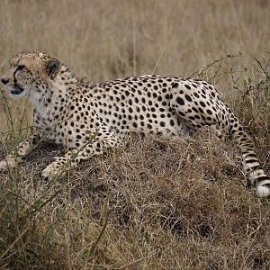 Maasai Mara Photo Safari Kenya Cheetah