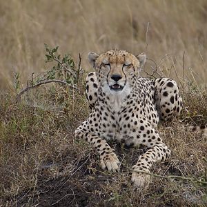 Cheetah Kenya Maasai Mara Photo Safari