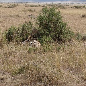 Kenya Maasai Mara Cheetah Photo Safari