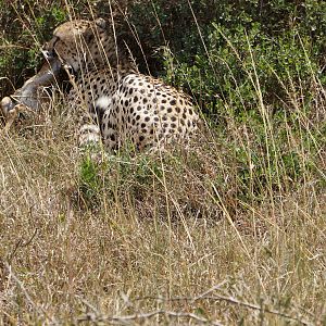 Maasai Mara Photo Safari Cheetah Kenya