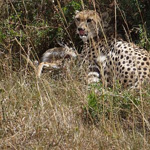 Cheetah Maasai Mara Kenya Photo Safari