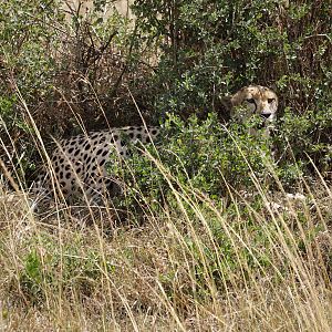 Maasai Mara Kenya Photo Safari Cheetah