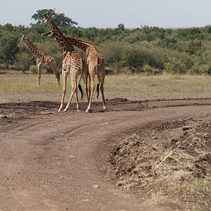 Maasai Mara Photo Safari Kenya Giraffe