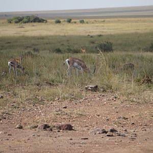 Maasai Mara Kenya  Thomson's Gazelles Photo Safari