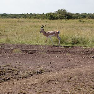 Kenya  Thomson's Gazelles Maasai Mara Photo Safari