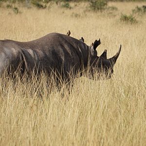 Maasai Mara Photo Safari Black Rhino Kenya