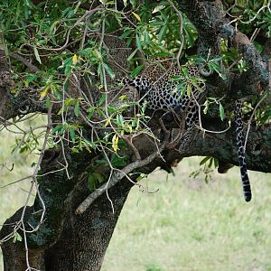 Leopard Kenya Maasai Mara Photo Safari