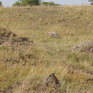 Maasai Mara Photo Safari Leopard Kenya