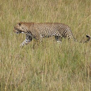 Maasai Mara Kenya Photo Safari Leopard