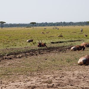 Topi Maasai Mara Kenya Photo Safari