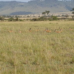 Kenya Maasai Mara Photo Safari Thomson's Gazelles