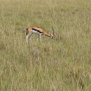 Thomson's Gazelles Maasai Mara Photo Safari Kenya