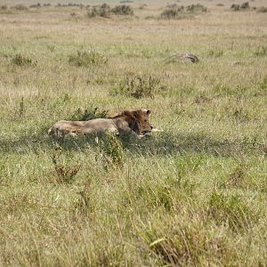 Maasai Mara Lion Kenya  Photo Safari