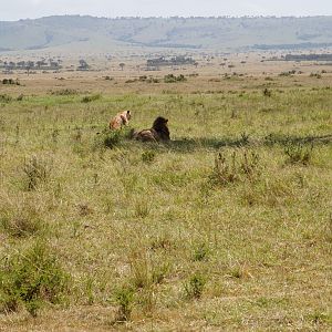 Maasai Mara Photo Safari Kenya Lion