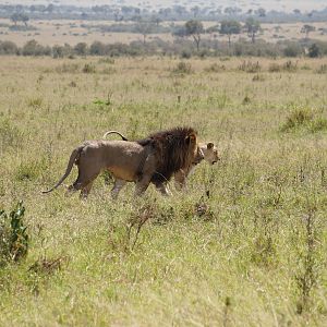 Lion Maasai Mara Kenya  Photo Safari